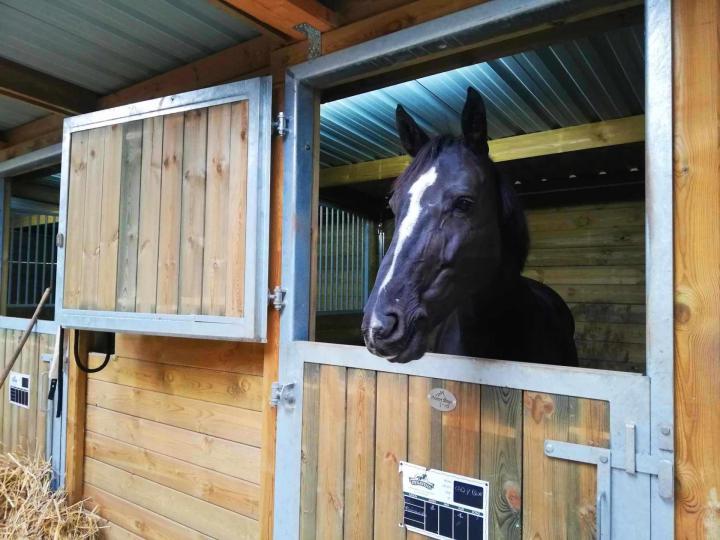 Pension travail chevaux, Coutances