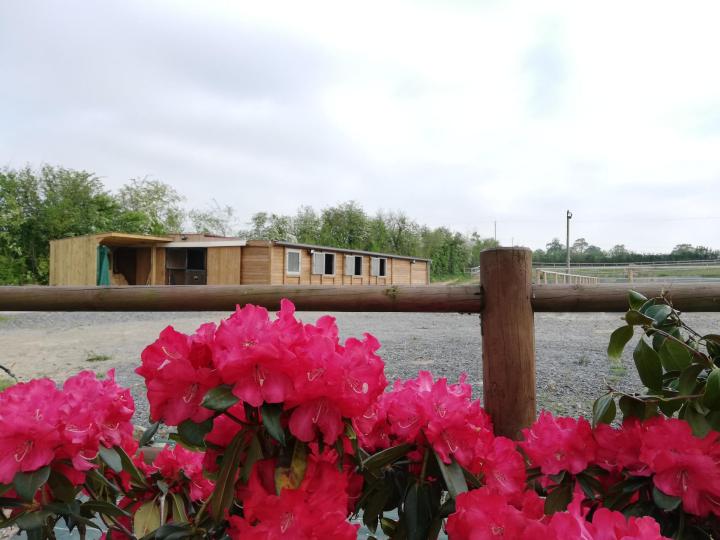 Pension travail chevaux Saint-Lô