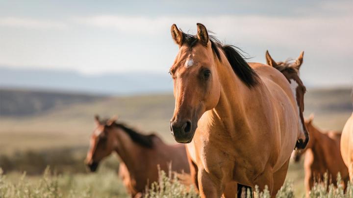 Pensions pour chevaux, Vire