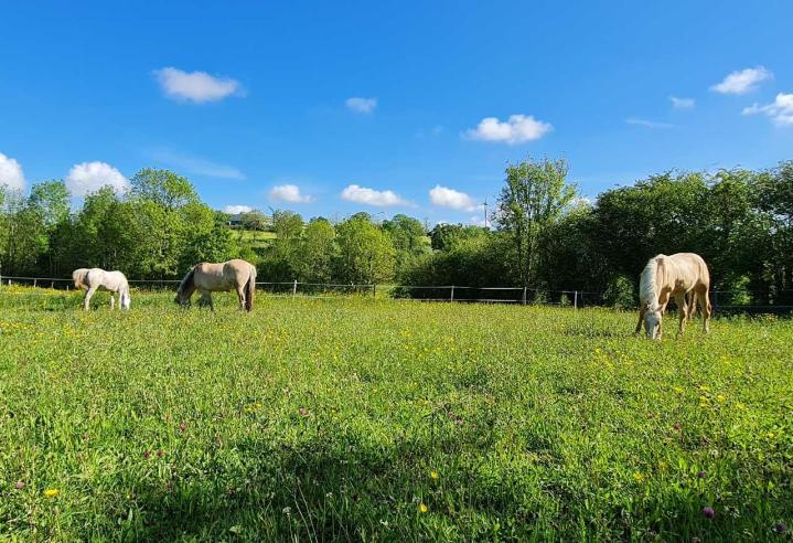 Pensions pour chevaux Saint-Lô