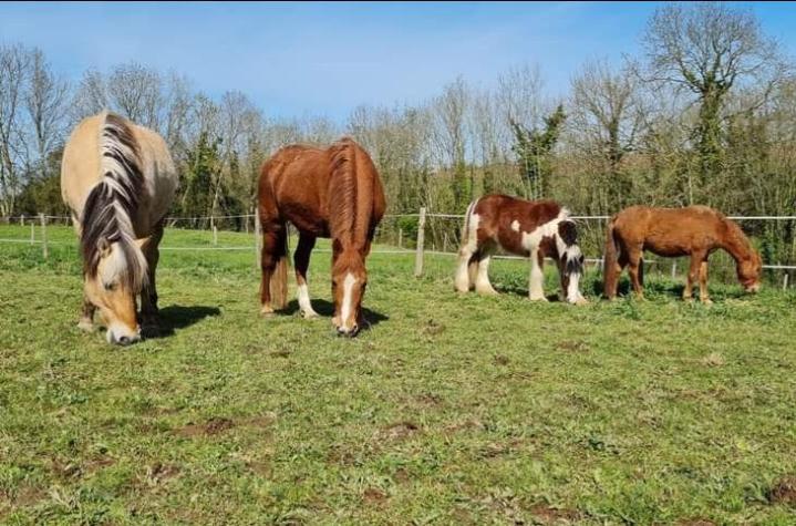 Pensions pour chevaux Saint-Lô